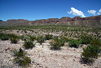 Common Checkered Whiptail habitat