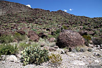 Common Checkered Whiptail habitat