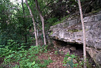 Texas Alligator Lizard habitat