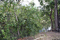 Everglades Racer habitat