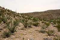 Round-tailed Horned Lizard habitat