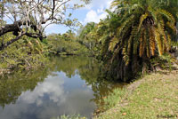 Gray’s Spiny-tailed Iguana habitat