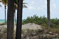 Gray’s Spiny-tailed Iguana habitat