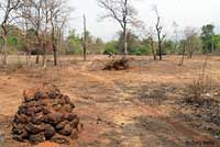 Variable Bloodsucker habitat