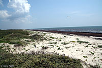 Texas Yellow-headed Racerunner habitat