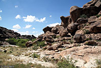 Texas Crevice Spiny Lizard habitat