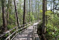 Southeastern Five-lined Skink habitat