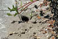 Red-sided Curlytail Lizard habitat