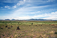 Texas Horned Lizard habitat