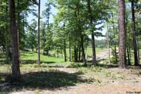 Prairie Lizard habitat