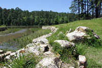 Prairie Lizard habitat