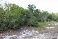 Southeastern Five-lined Skink habitat