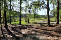 Eastern Six-lined Racerunner habitat