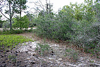 Florida Scrub Lizard habitat