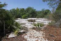 Eastern Coachwhip habitat