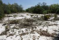 Florida Scrub Lizard habitat