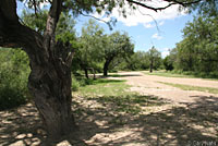 Blue Spiny Lizard habitat