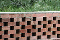 Blue Spiny Lizard habitat