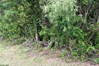 Southeastern Five-lined Skink habitat