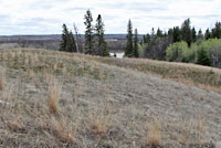 Northern Prairie Skink habitat