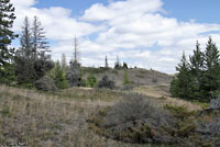 Red-sided Gartersnake habitat