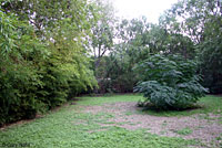 Texas Brownsnake habitat