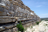 Merriam's Canyon Lizard habitat