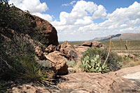 Texas Crevice Spiny Lizard habitat