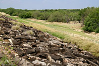 Laredo Striped Whiptail habitat