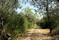 Texas Rose-bellied Lizard habitat