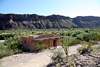 Twin-spotted Spiny Lizard habitat