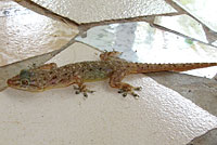 house gecko