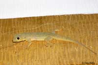 Yellow-Green House Gecko