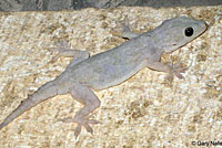 Yellow-Green House Gecko