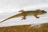 yellow-green house gecko