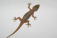 house gecko