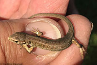 Northern Green Anole