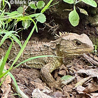 common agama