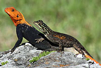 common agama