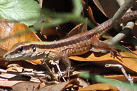 Giant Ameiva