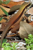 Giant Ameiva