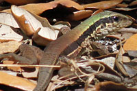 Giant Ameiva