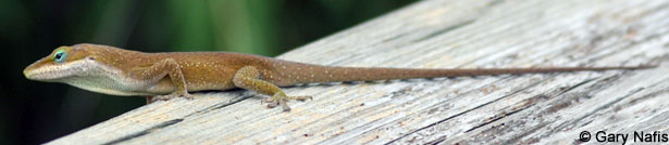 Green Anole