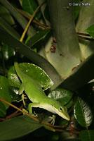 Northern Green Anole