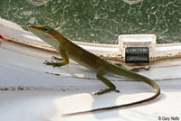Northern Green Anole