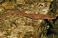 Northern Green Anole