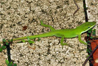 Green Anole