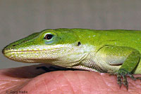 Green Anole