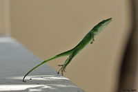 Green Anole