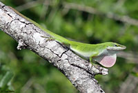 Green Anole